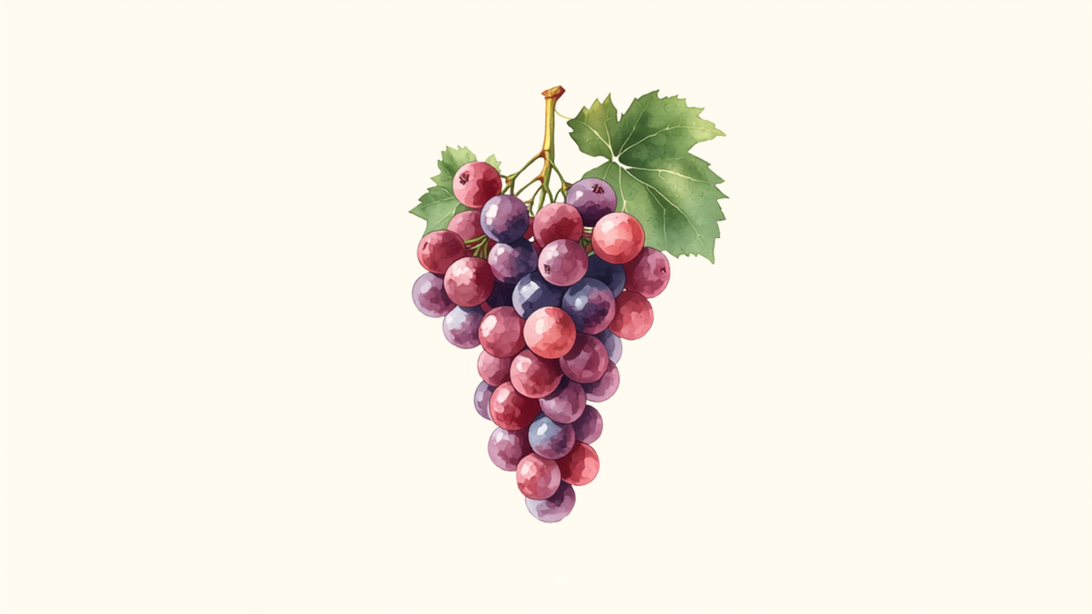 Ilustracion botanica de racimos de uvas rojas y moradas con hojas de vid, imagen de contexto sobre resveratrol