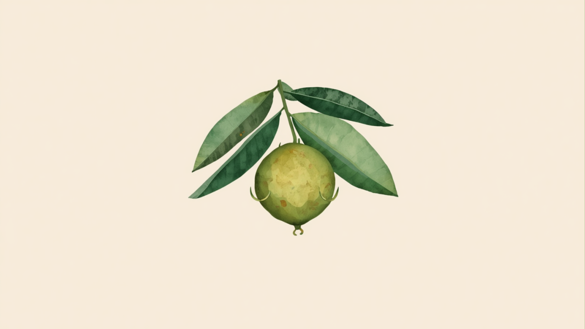 Ilustracion botanica del fruto del monje (monk fruit) creciendo en su planta