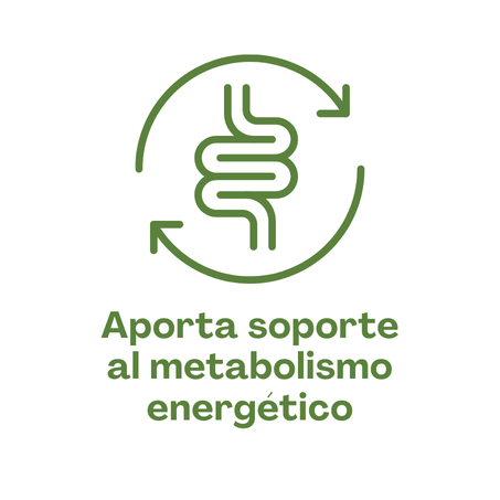 creatina soporte metabolico energetico